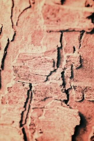 Белая кора обои