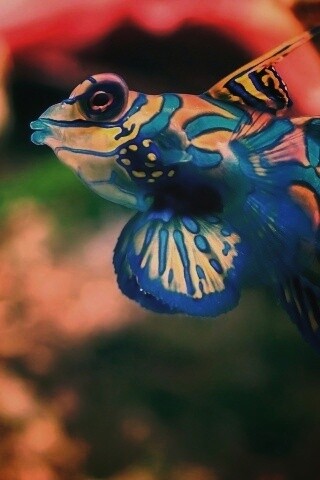 Разноцветная рыбка обои