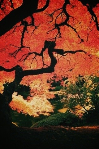 Под оранжевой кроной обои