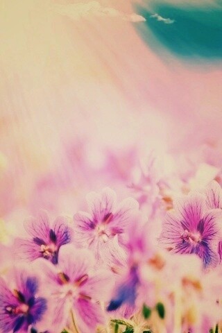 Цветочки обои