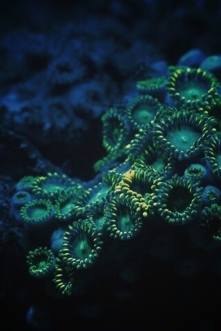 Морское дно обои