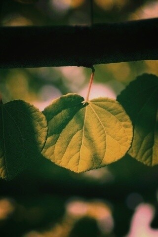 Ветка с зелеными листочками обои