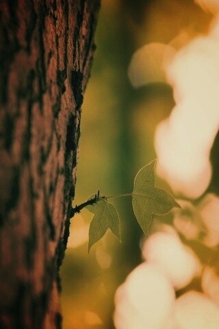 Листок на стволе дерева обои