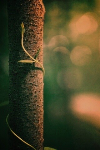 Стебелек на стволе деревца обои