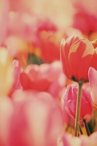 Красивые тюльпаны обои