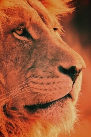 Лев обои