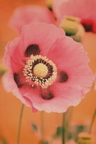 Розовые маки обои