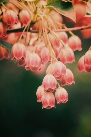 Красные колокольчики обои