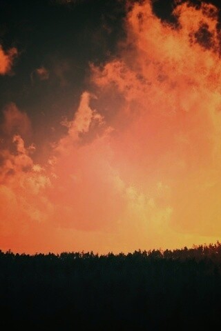 Закат над лесом обои