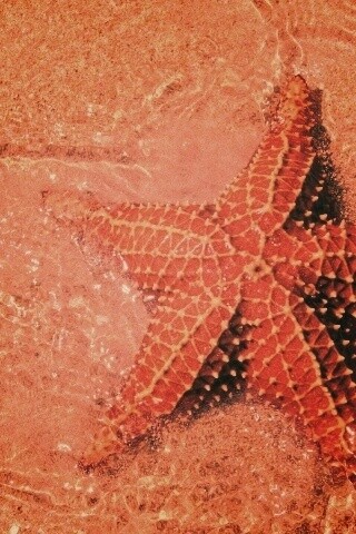 Морская звезда обои