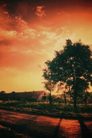 Закат на фоне дерева в HDR обои