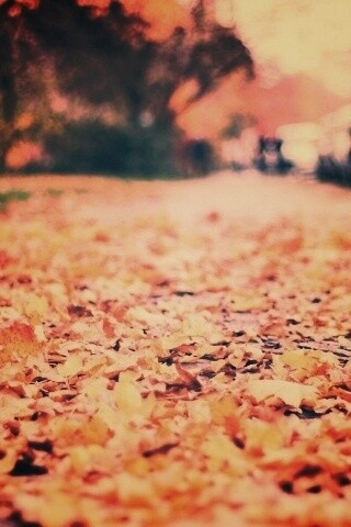 Осенние листья обои