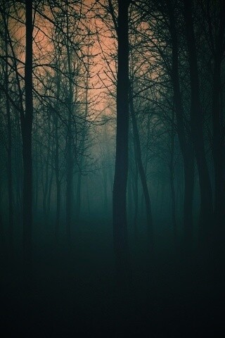 Страшный туманный лес обои