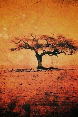 Гранжевое дерево в саванне обои