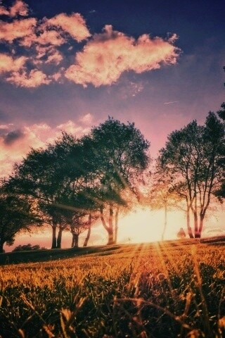 Лучи солнца на траве обои