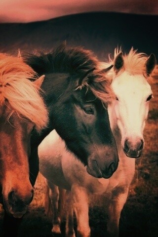 Мустанги обои
