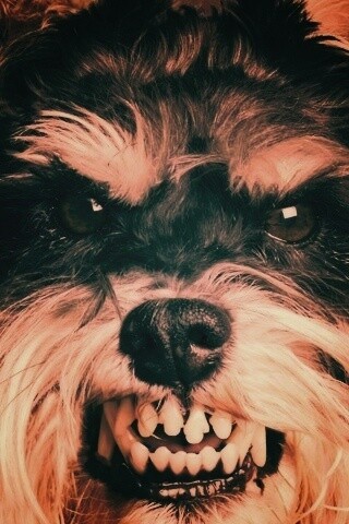 Терьер вне себя обои