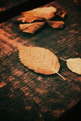 Опавшая листва обои