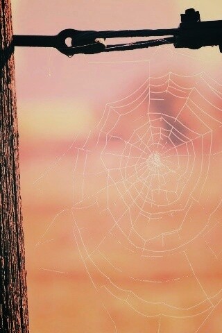 Паутина 51 обои