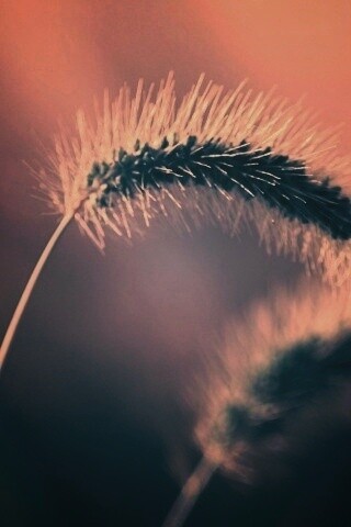 Травинка обои