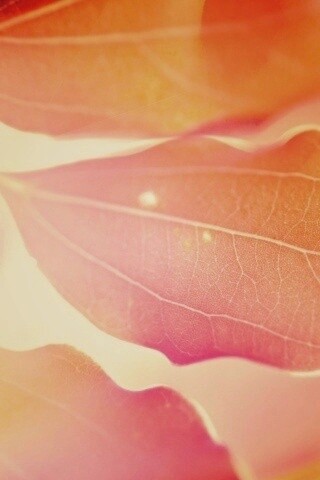 Радужные листья обои