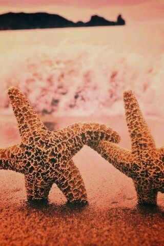 Две морские звезды обои