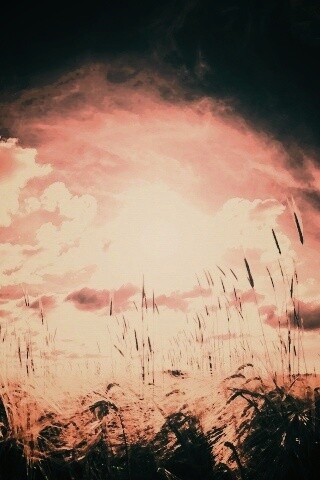 Сюрреалистичная трава обои