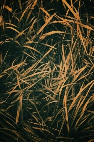 Блеклая трава обои