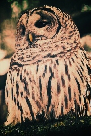 Сова на ветке обои