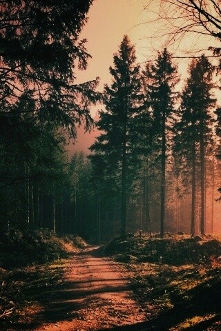Лесная дорога обои