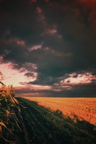 Кукурузное поле обои