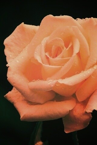 Белая роза обои