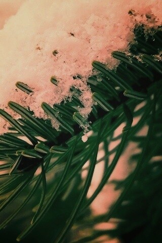 Хвойная ветка вся в снегу обои