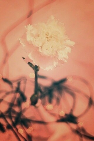 Электронный цветок обои