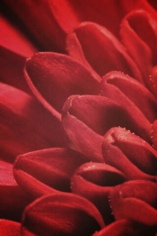 Лепестки хризантемы обои