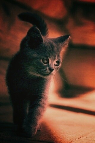 Маленький дымчатый котенок обои