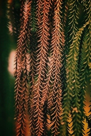 Зеленые колючки обои