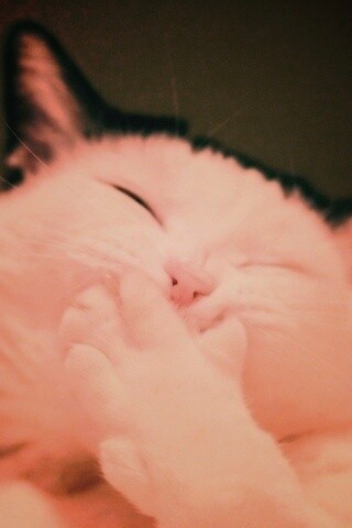 Смеющийся кот обои