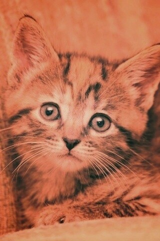 Милый маленький котенок обои