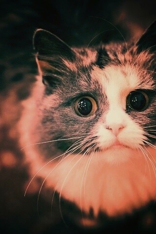 Удивленный котэ обои