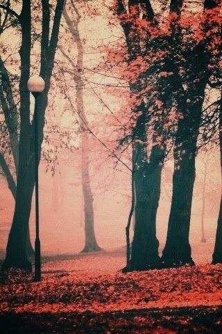 Парк красных листьев обои