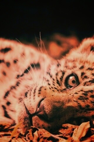 Гепард котенок обои