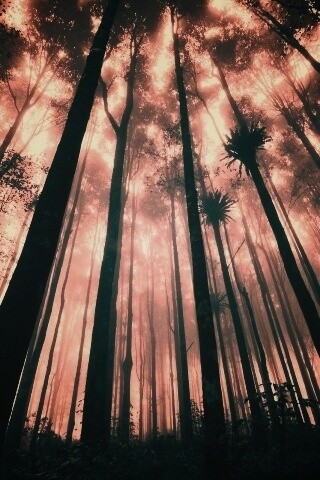 Джунгли обои