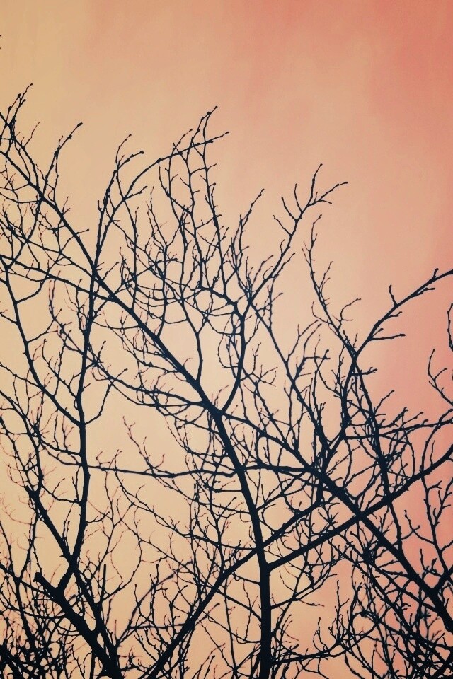 Ветвистое дерево обои
