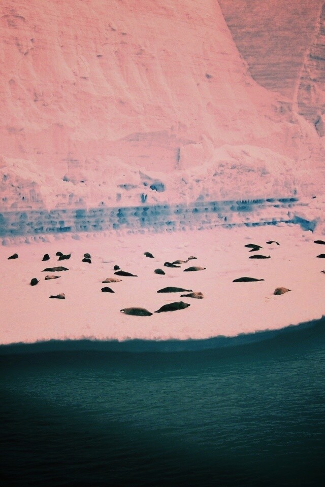 Спящие тюлени обои