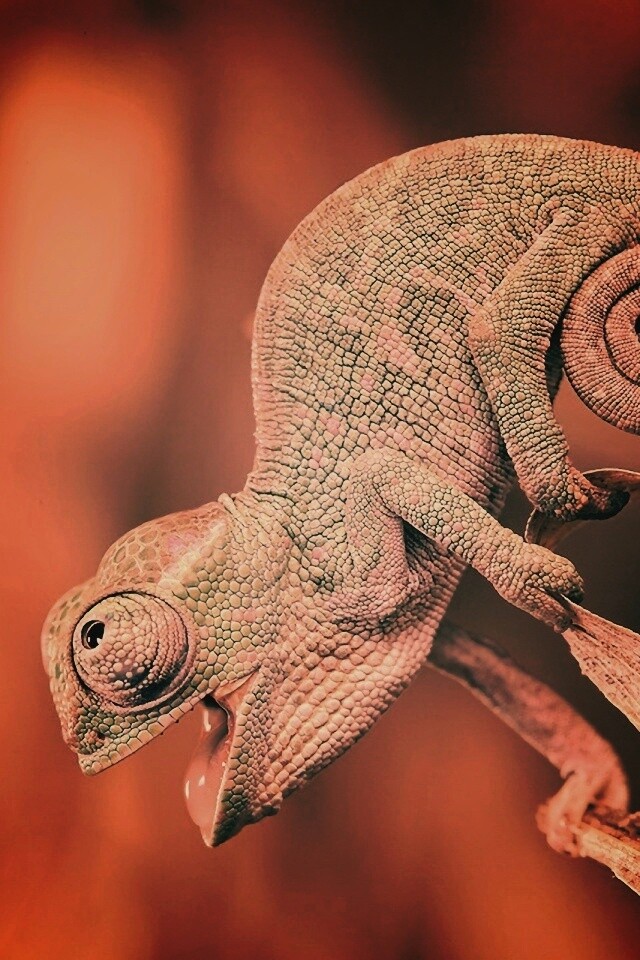 Хамелеон обои