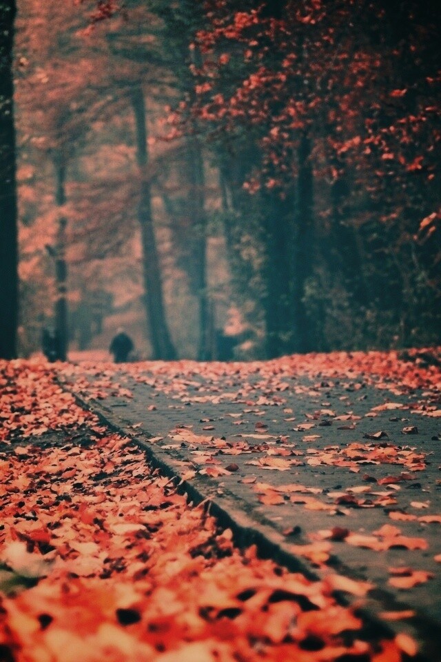 Осенняя дорога обои