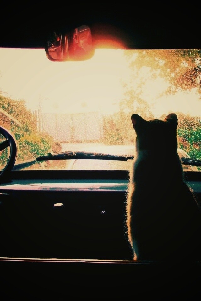 Кот навигатор обои