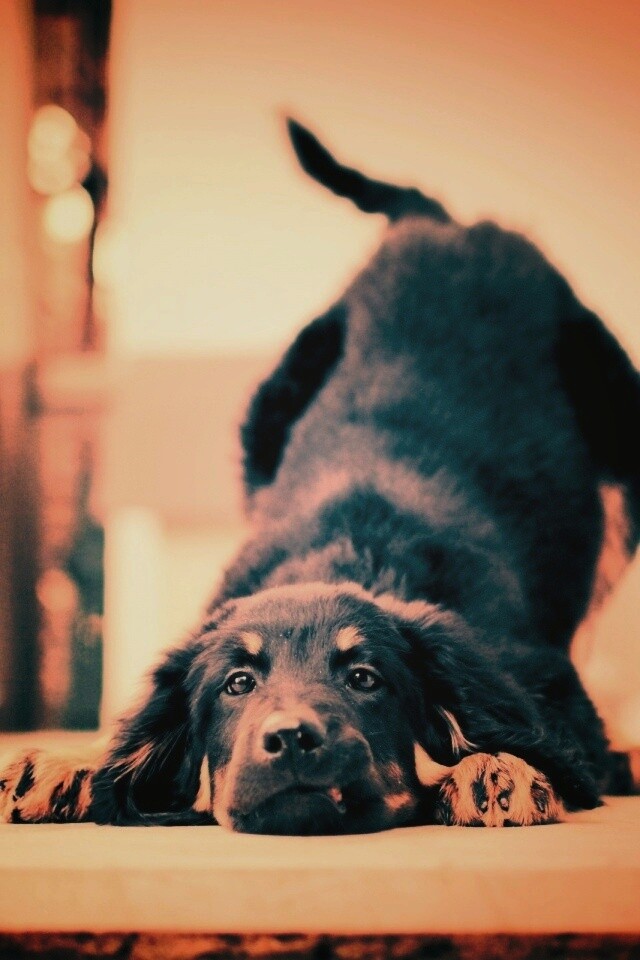 Игривый пес обои