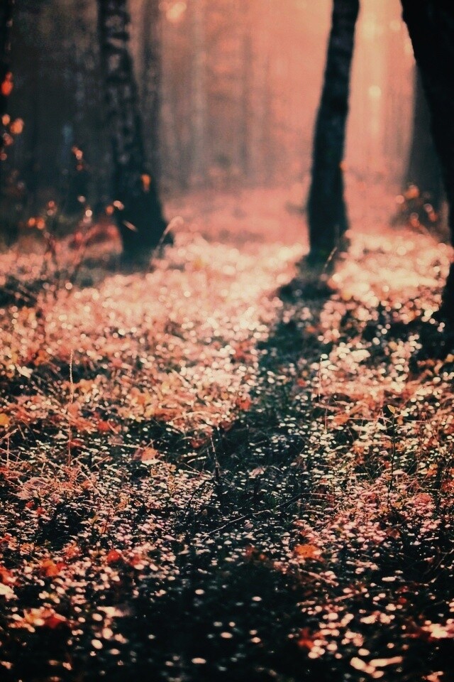 Лесная земля обои